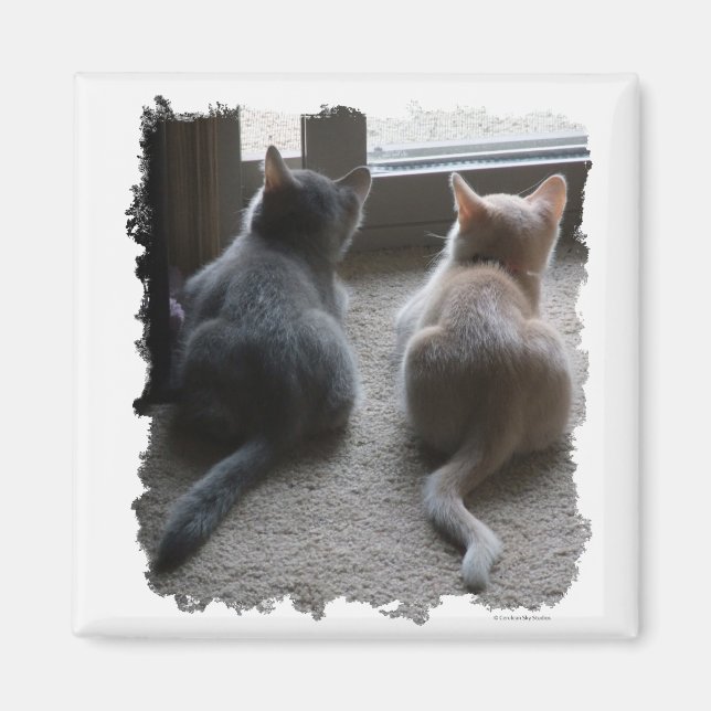 Jasper et Kaylee Carré Kitten Magnet (Devant)