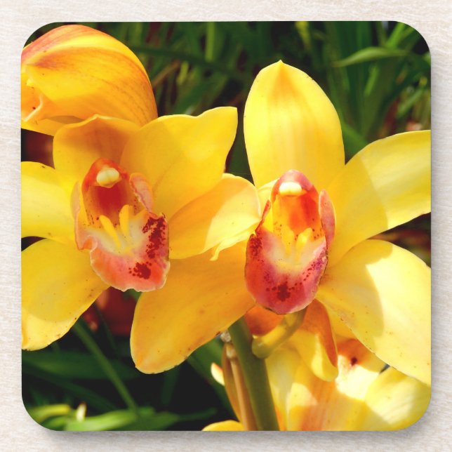 Jaune Cymbidium Orchidée Dessous de verre en plast (Devant)