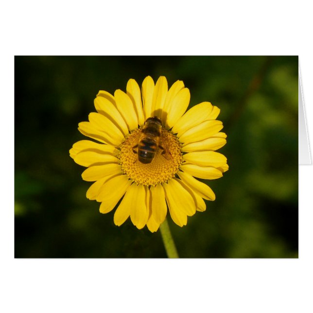 Jaune Daisy et Bee (Devant horizontal)