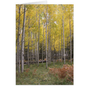 Jaune d'Aspen