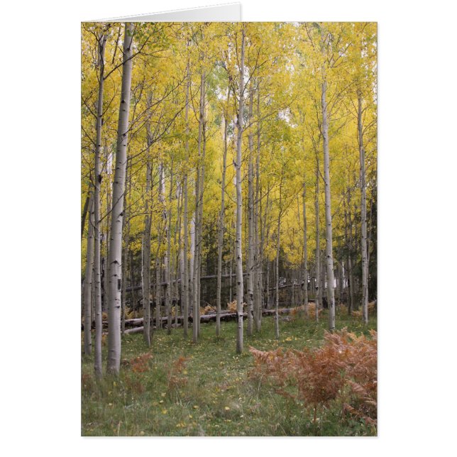 Jaune d'Aspen (Devant)