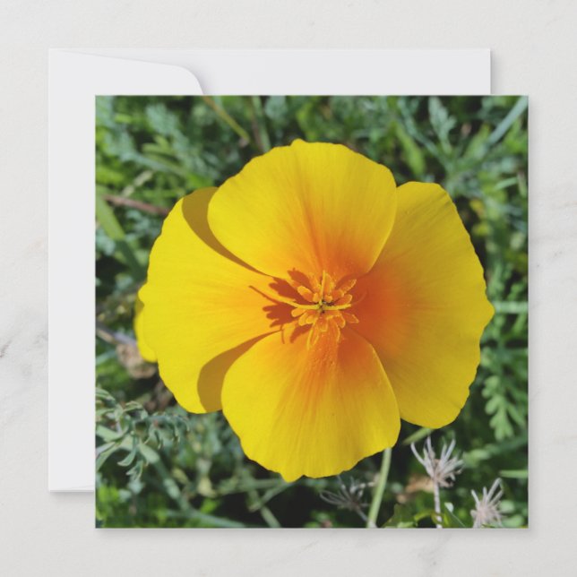 jaune d'automne (Devant)