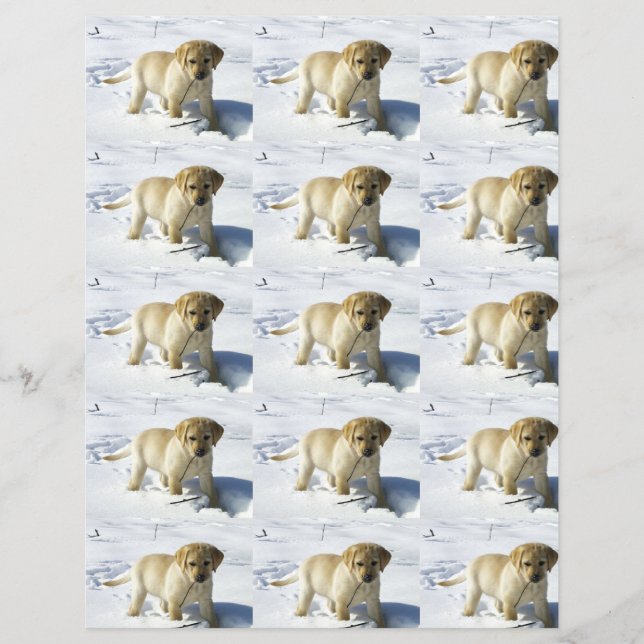 Jaune de laboratoire LR dans la neige (Devant)