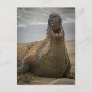 Jaune d'un sceau Carte postale