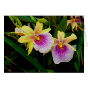 Jaune rose violet Miltonia Sunset Orchidées