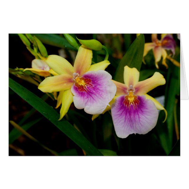 Jaune rose violet Miltonia Sunset Orchidées (Devant Horizontal)