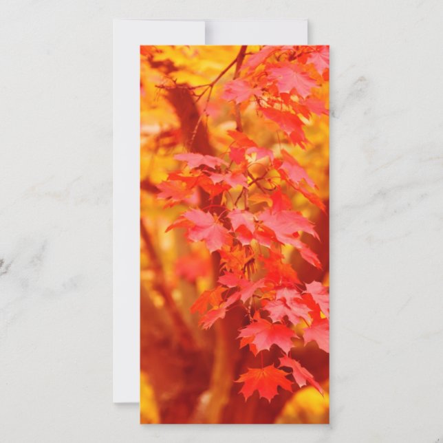 JAUNE ROUGE AUTOMNE LES FEUILLES TOMBENT MAPLE NAT (Devant)
