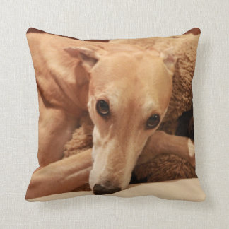 Jax sur son oreiller