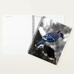 Jay bleu hiver