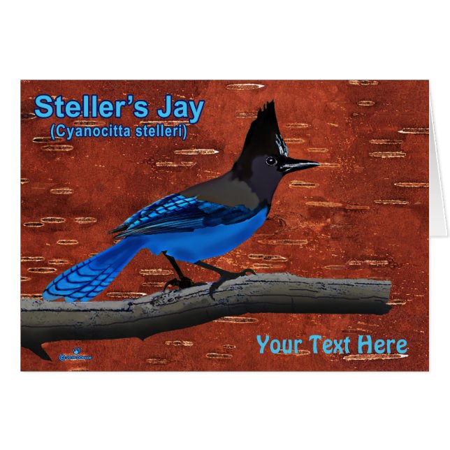 Jay de Steller sur écorce de bouleau intérieur (Devant horizontal)