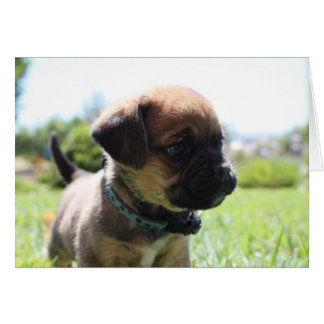 Je ne suis pas mignon