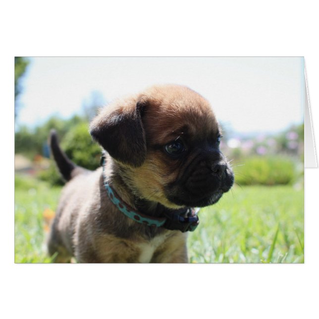 Je ne suis pas mignon (Devant horizontal)