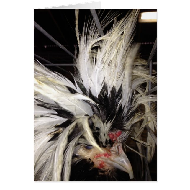 JE SERAIS FOUILLÉE SANS "VOUS" HUMOUR POULET (Devant)