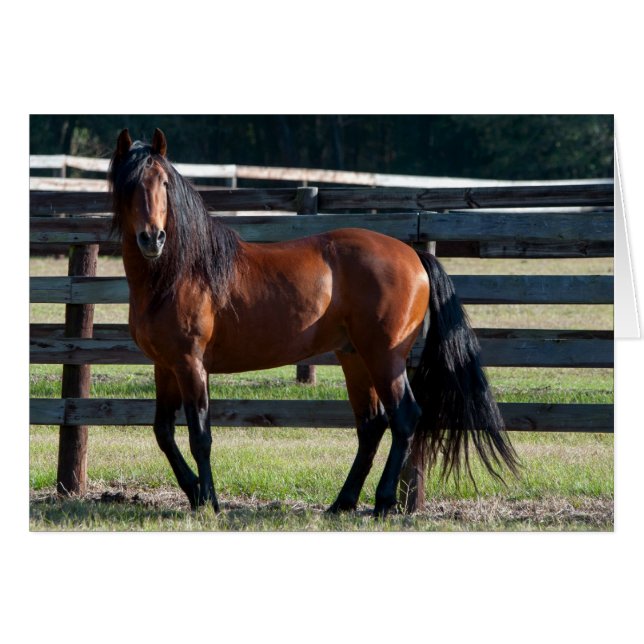 Je suis To Sexy (Devant horizontal)