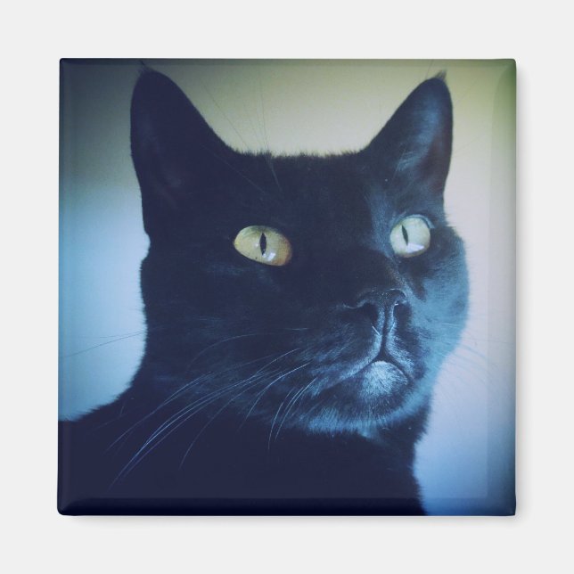 Je Suis Un Magnet De Chat (Devant)