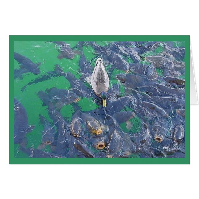 Je suis un poisson… (Devant horizontal)