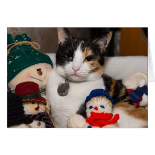 Je vois un chat calico