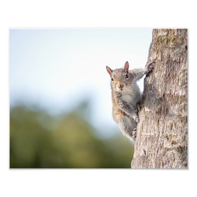 Je Vous Regarde ! Imprimantes photo d'écureuil (Devant)
