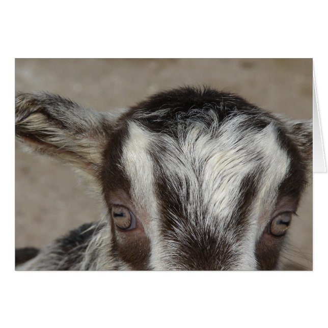 Je Vous Vois (Devant horizontal)