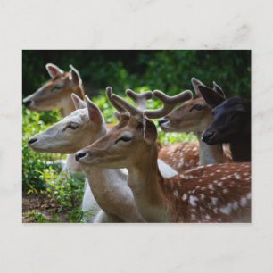 J'entends la carte postale