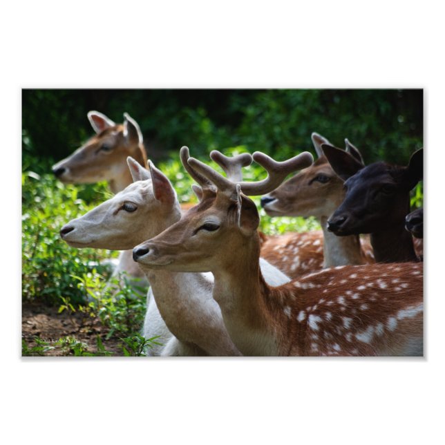 J'entends la photo (Devant)