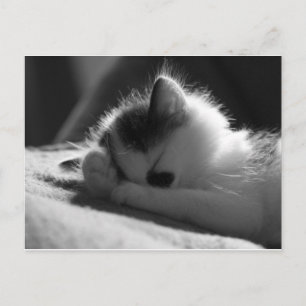 jessy jane - Carte postale