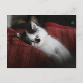 Jessy Jane - carte postale