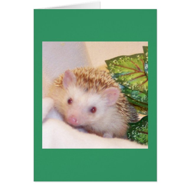 Jeter un coup d'oeil sur un hérisson boo (Devant)