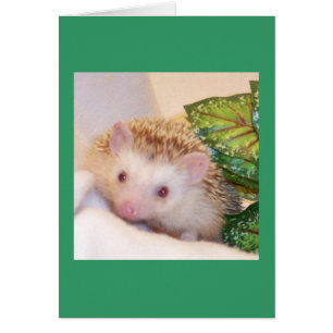 Jetez un coup d'oeil un hérisson de huer