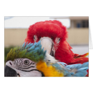 Jetez un coup d'oeil un huer