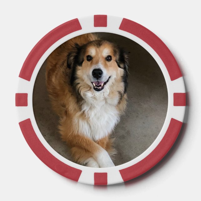 Jetons De Poker Chien (Recto)