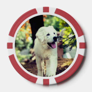 Jetons De Poker Chien, Animal de compagnie, Canine
