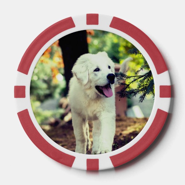Jetons De Poker Chien, Animal de compagnie, Canine (Recto)