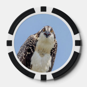 Jetons De Poker Closeup d'un balbuzard juvénile