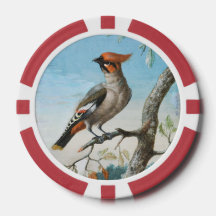 Étude d'oiseaux par George Edwards (1694-1773)