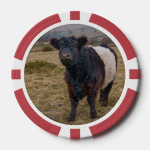 Jetons De Poker Fier debout de la ceinture Galloway sur Dartmoor F