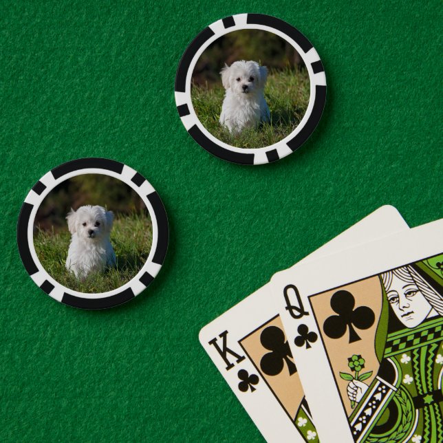 Jetons De Poker Joli chiot blanc (Table de poker (double))