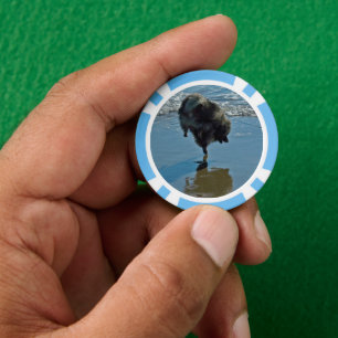 Jetons De Poker Keeshond Ballet Photographie - Joli chien d'origin