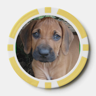 Jetons De Poker RHODESIAN RIDGEBACK Chien Animaux de races Chiot P