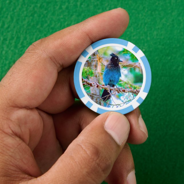Jetons De Poker Steller's Jay - Photographie originale (main)