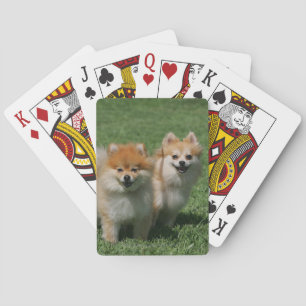 Jeu De Cartes 2 Pomeranians regardant l'appareil-photo