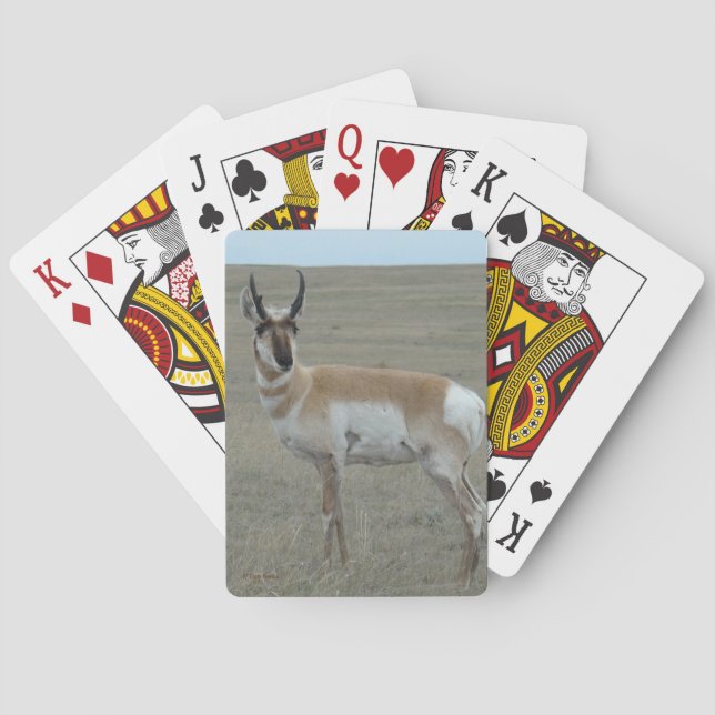 Jeu De Cartes A28 Pronghorn Antelope Young Buck (dos)