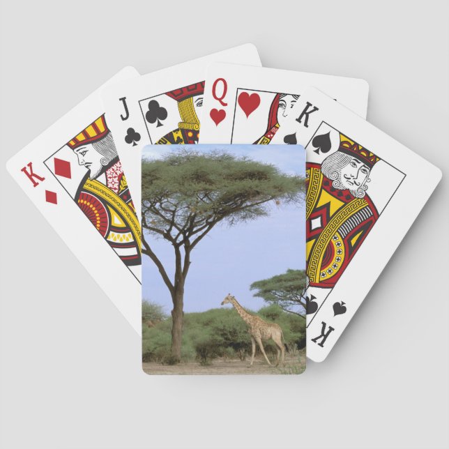 Jeu De Cartes Afrique, Botswana, delta de l'Okavango. Sud (dos)