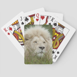 Jeu De Cartes Afrique du Sud, East London, Inkwenkwezi Private