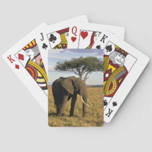 Jeu De Cartes Afrique, Kenya, Maasai Mara. Un éléphant dans le