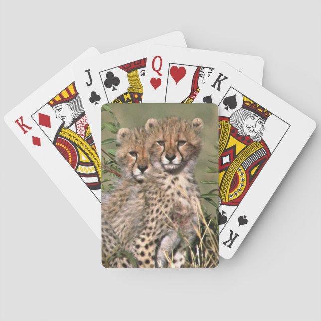 Jeu De Cartes Afrique; Kenya; Masai Mara; Trois chatons guépard (dos)