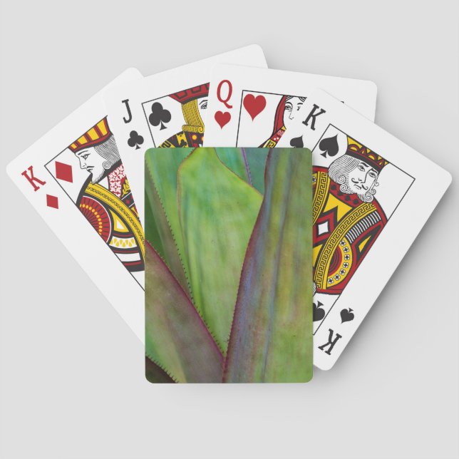 Jeu De Cartes Agave Plant (dos)