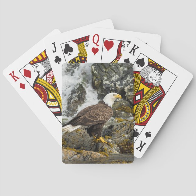Jeu De Cartes Aigle à tête blanche (dos)