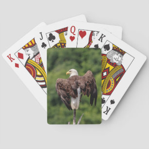 Jeu De Cartes Aigle de Bald sur une branche