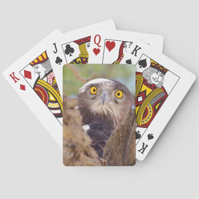 Jeu De Cartes Aigle huppard (dos)